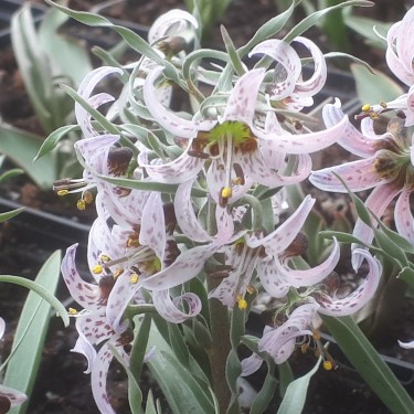 Fritillaria karelinii