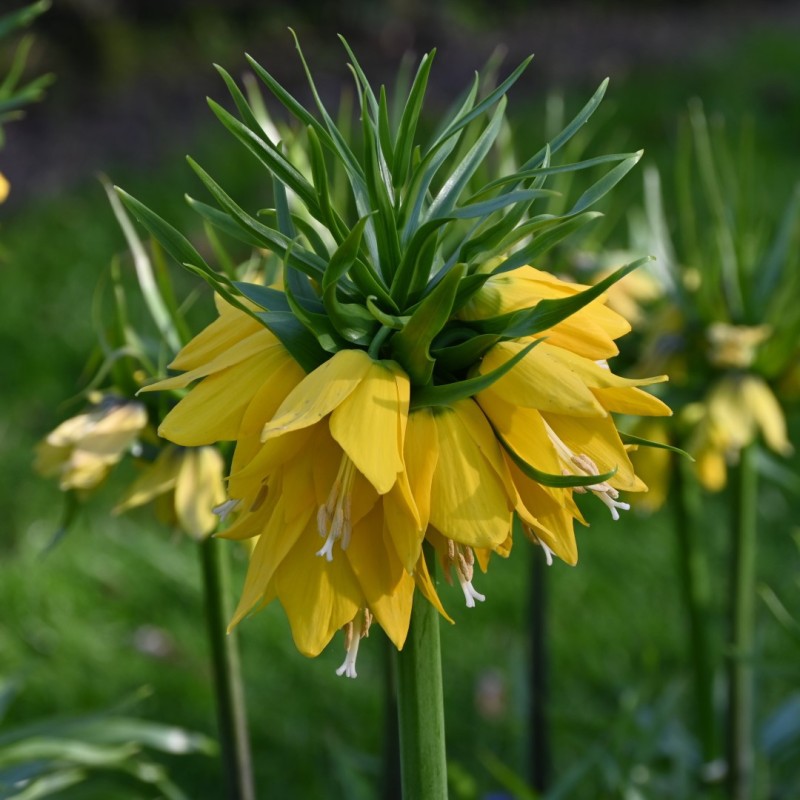 Fritillaria 'Yellow Beauty' Fritillaria 'Yellow Beauty'