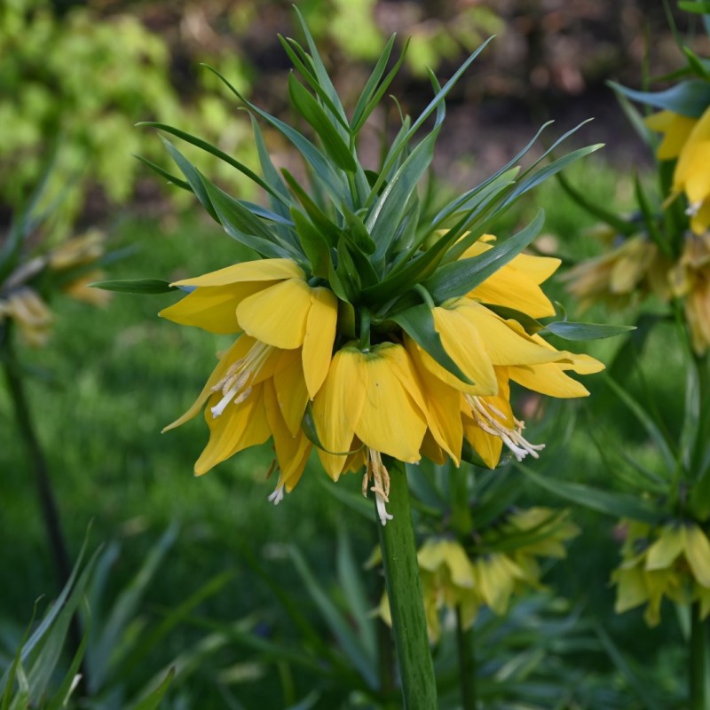 Fritillaria 'Yellow Beauty' Fritillaria 'Yellow Beauty'