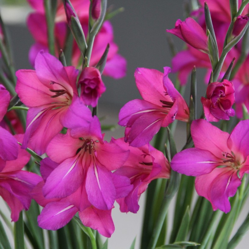 Gladiolus byzantinus 'Whistling Jack' Gladiolus byzantinus 'Whistling Jack'