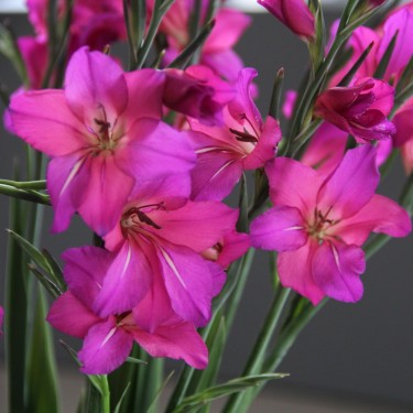 Gladiolus byzantinus 'Whistling Jack' Gladiolus byzantinus 'Whistling Jack'
