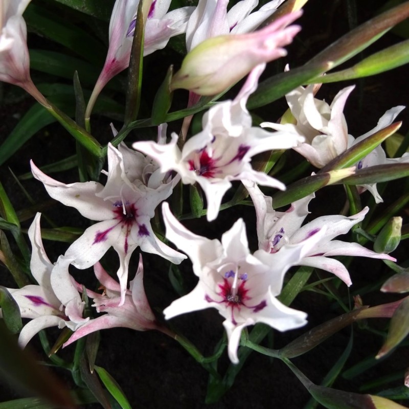 Gladiolus carneus 'Albidus' Gladiolus carneus 'Albidus'