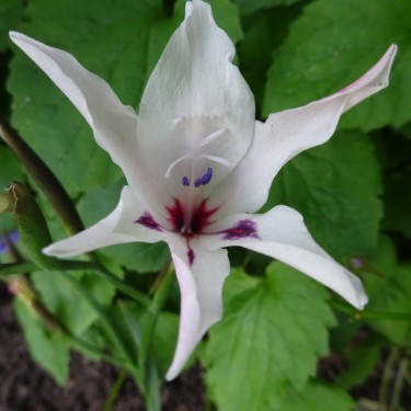 Gladiolus carneus 'Albidus' Gladiolus carneus 'Albidus'