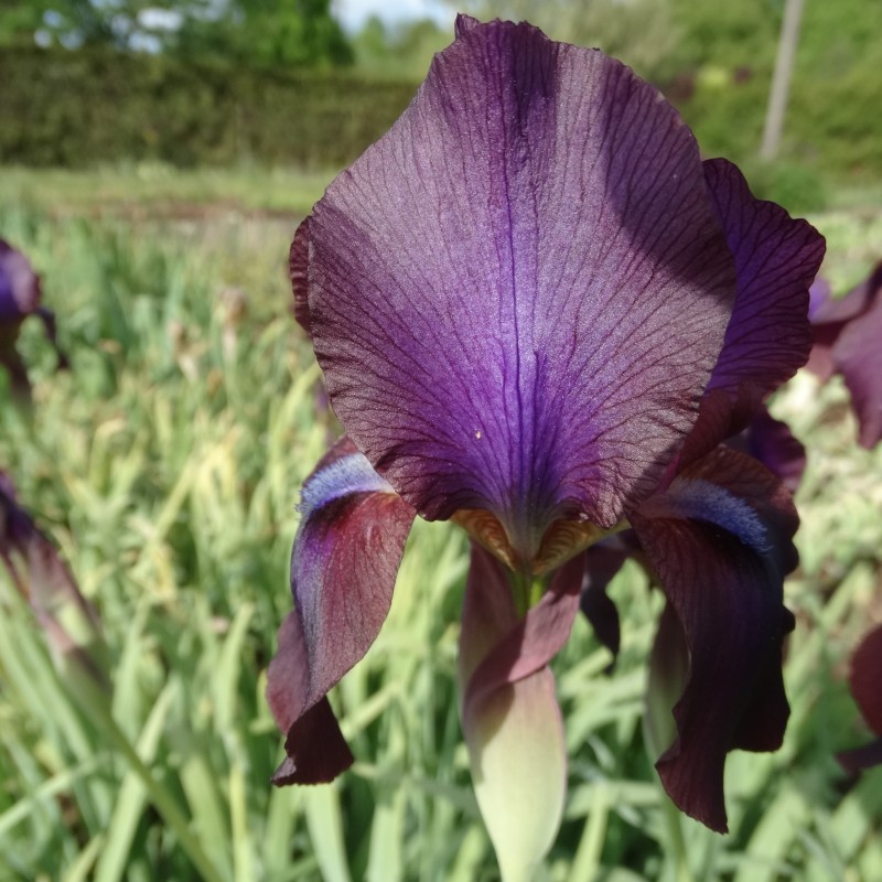 Iris x 'Dushanbe'
