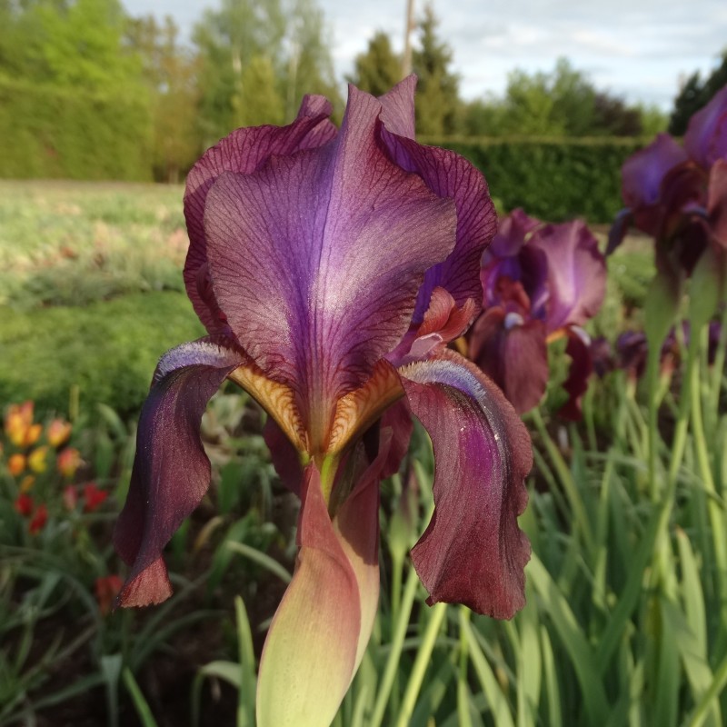 Iris x 'Dushanbe'