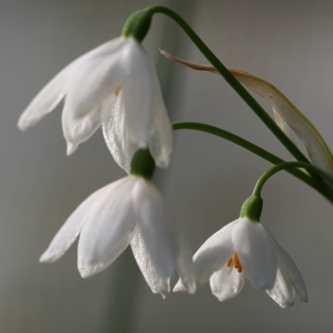 Acis tingitana
