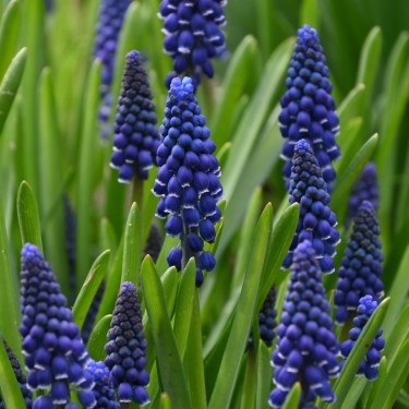 Muscari 'Joyce Spirit'