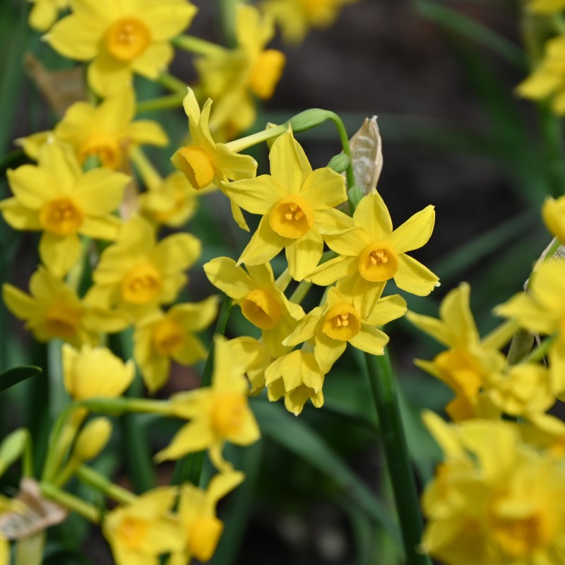 Narcissus bertolinii Narcissus bertolinii