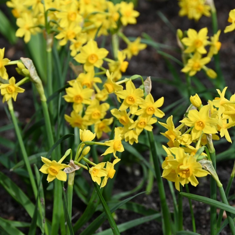 Narcissus bertolinii Narcissus bertolinii