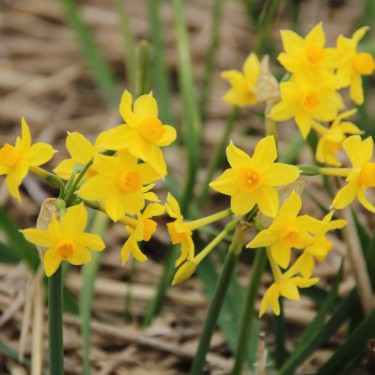 Narcissus bertolinii Narcissus bertolinii