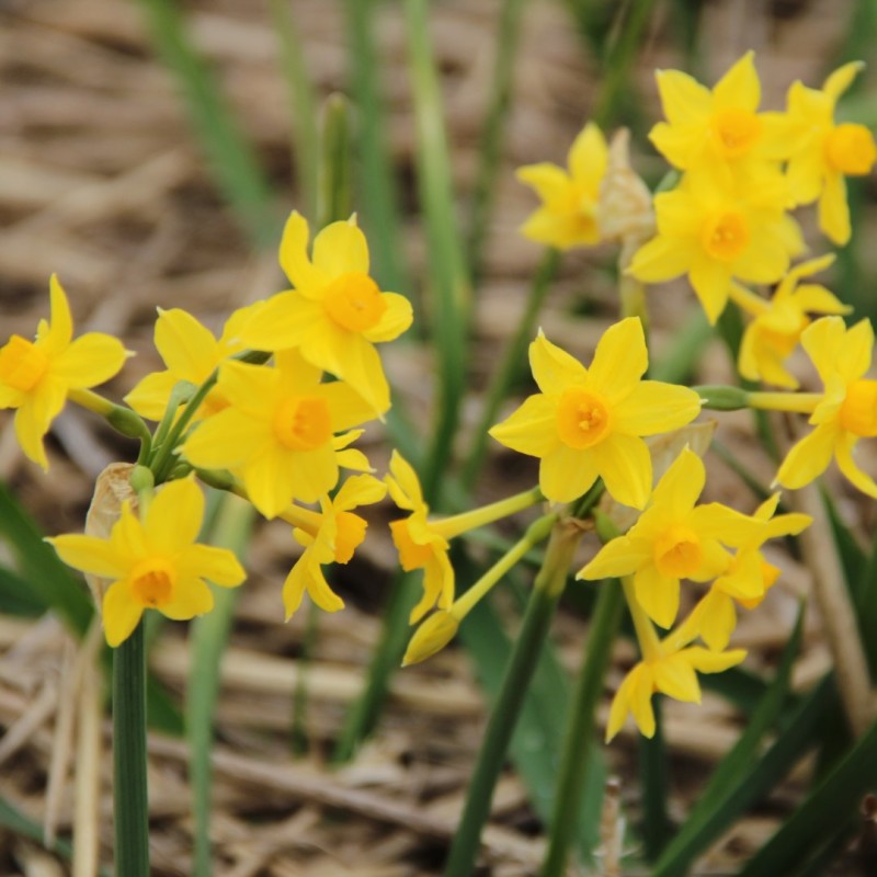 Narcissus bertolinii Narcissus bertolinii