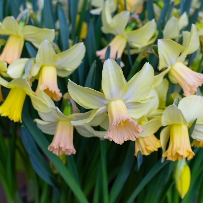 Narcissus 'Carice' Narcissus 'Carice'