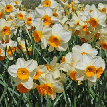 Narcissus 'Chappie'
