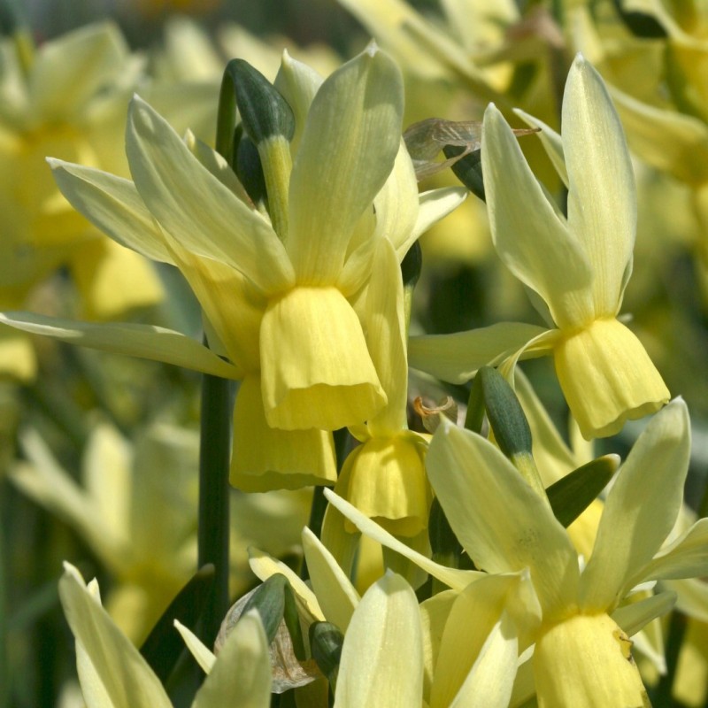Narcissus 'Chipper' Narcissus 'Chipper'