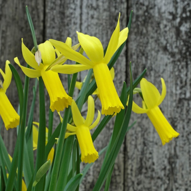 Narcissus 'Englander' Narcissus 'Englander'
