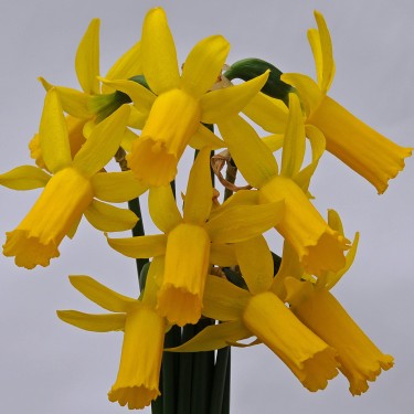 Narcissus 'Englander' Narcissus 'Englander'