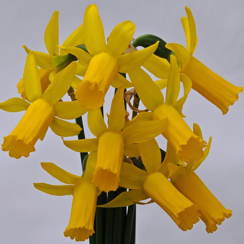 Narcissus 'Englander' Narcissus 'Englander'