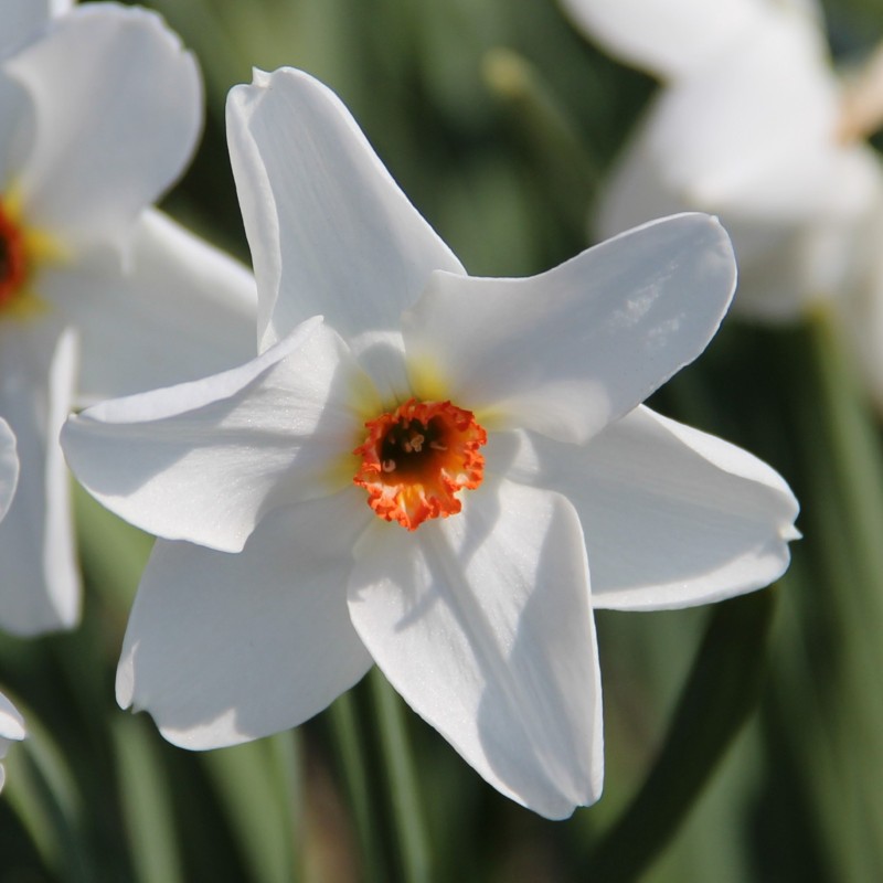 Narcissus 'Firetail' Narcissus 'Firetail'