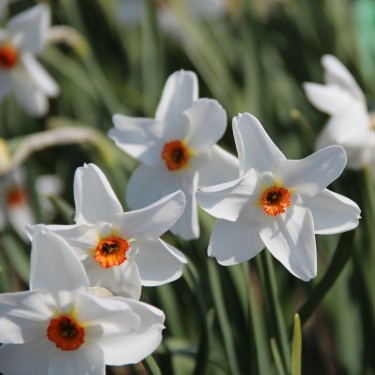 Narcissus 'Firetail' Narcissus 'Firetail'