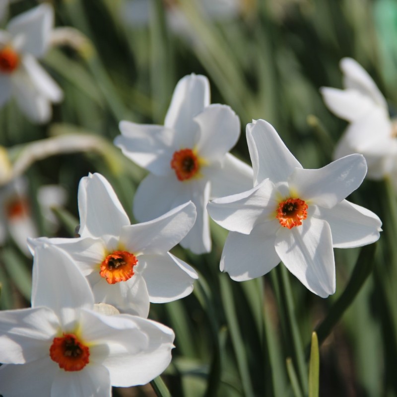 Narcissus 'Firetail' Narcissus 'Firetail'