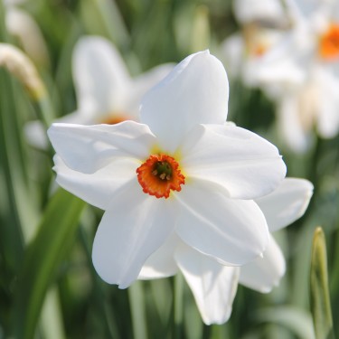Narcissus 'Firetail' Narcissus 'Firetail'