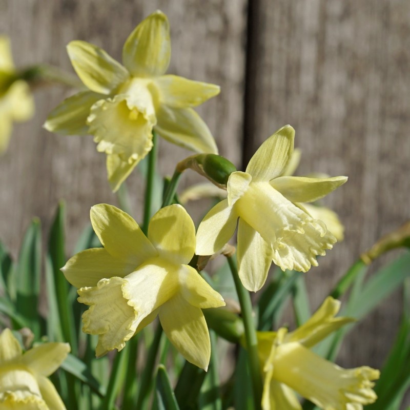 Narcissus 'Gipsy Queen' Narcissus 'Gipsy Queen'