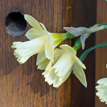 Narcissus 'Gipsy Queen' Narcissus 'Gipsy Queen'