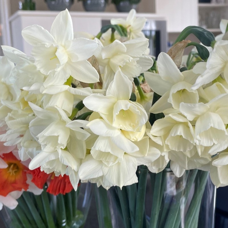 Narcissus 'Hunter Morn' Narcissus 'Hunter Morn'