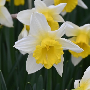 Narcissus 'Melyor'