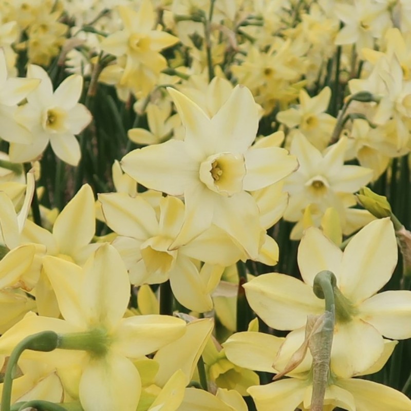 Narcissus 'Pacific Hunter' Narcissus 'Pacific Hunter'