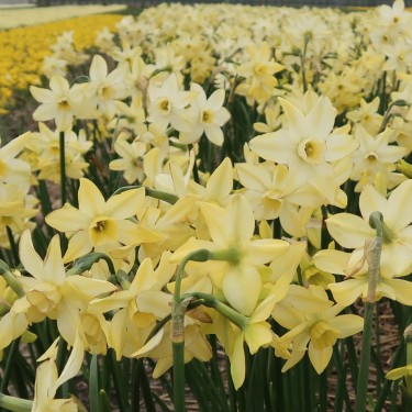 Narcissus 'Pacific Hunter' Narcissus 'Pacific Hunter'