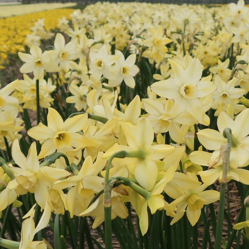 Narcissus 'Pacific Hunter' Narcissus 'Pacific Hunter'