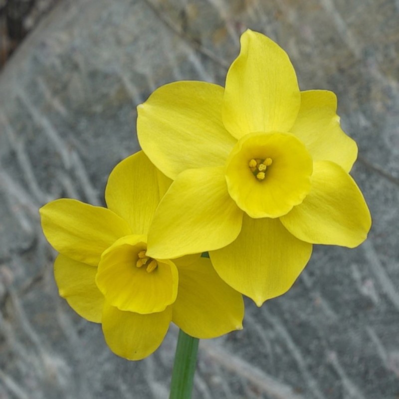 Narcissus 'Pequenita' Narcissus 'Pequenita'