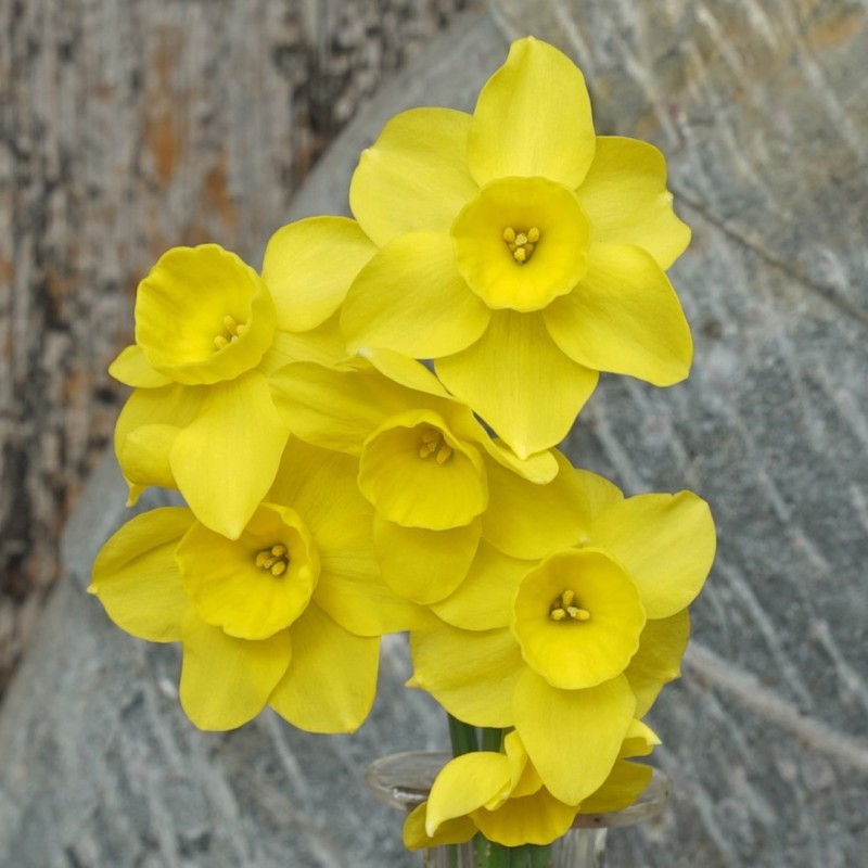 Narcissus 'Pequenita' Narcissus 'Pequenita'