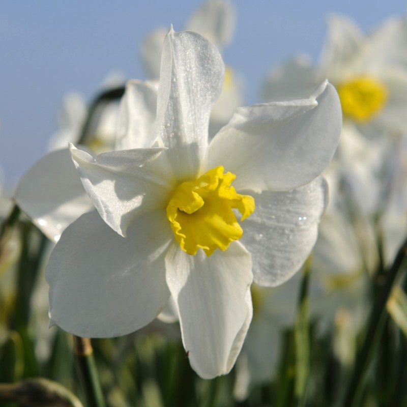 Narcissus 'Queen of the North' Narcissus 'Queen of the North'