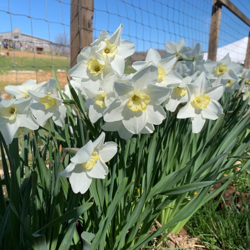 Narcissus 'Queen of the North' Narcissus 'Queen of the North'