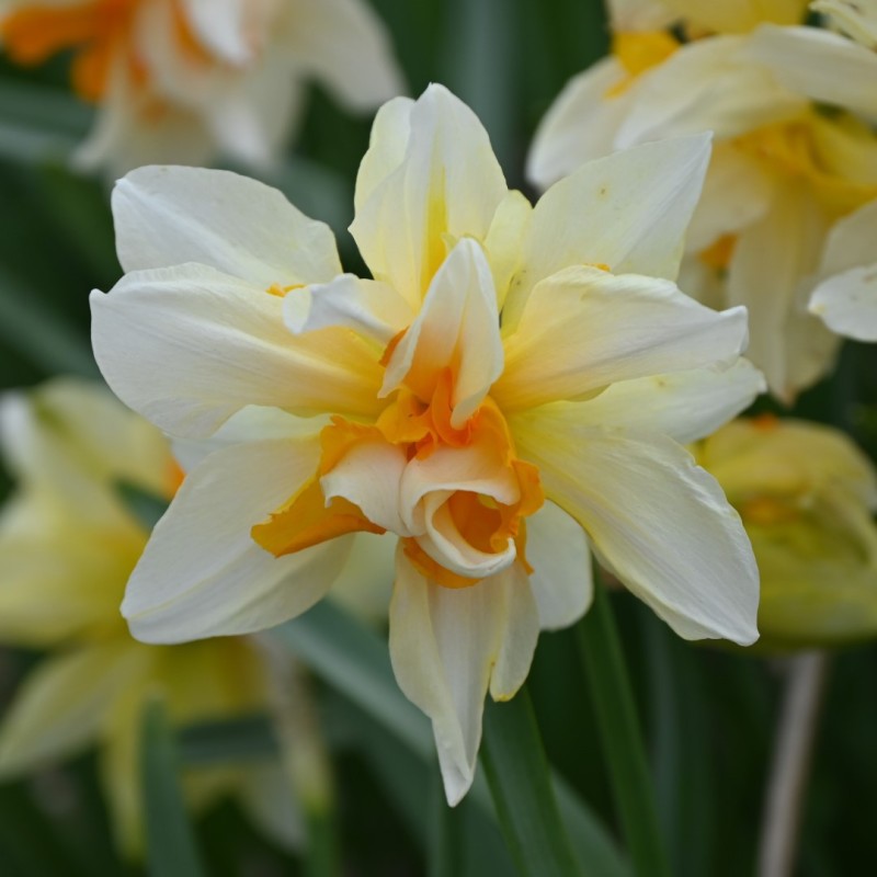 Narcissus 'Richard Bennet' Narcissus 'Richard Bennet'