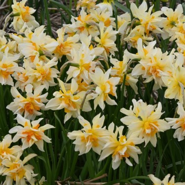 Narcissus 'Richard Bennet' Narcissus 'Richard Bennet'