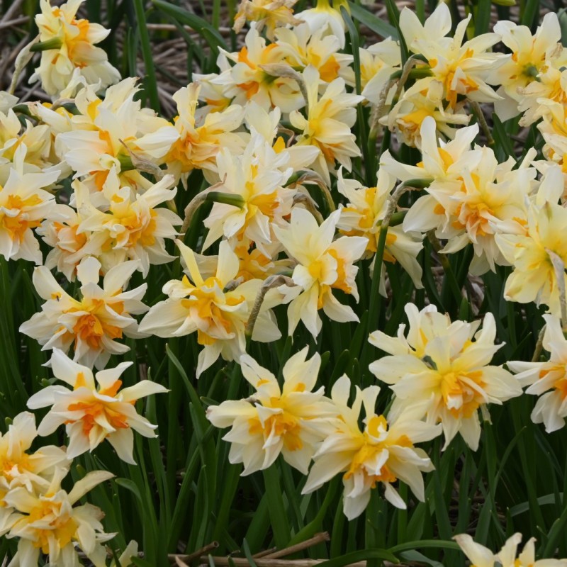 Narcissus 'Richard Bennet' Narcissus 'Richard Bennet'
