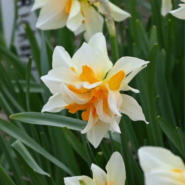 Narcissus 'Richard Bennet' Narcissus 'Richard Bennet'