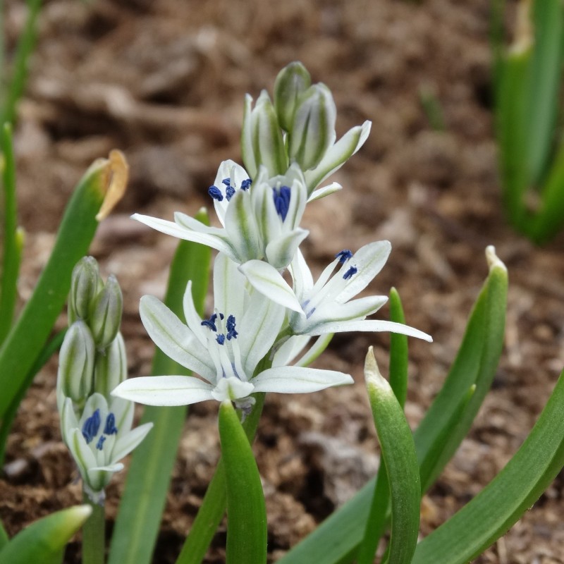 Scilla puschkinioides Scilla puschkinioides
