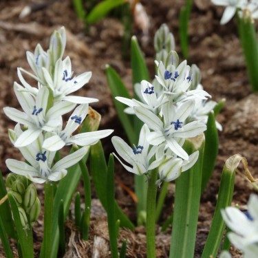 Scilla puschkinioides Scilla puschkinioides