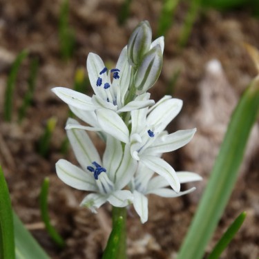 Scilla puschkinioides Scilla puschkinioides