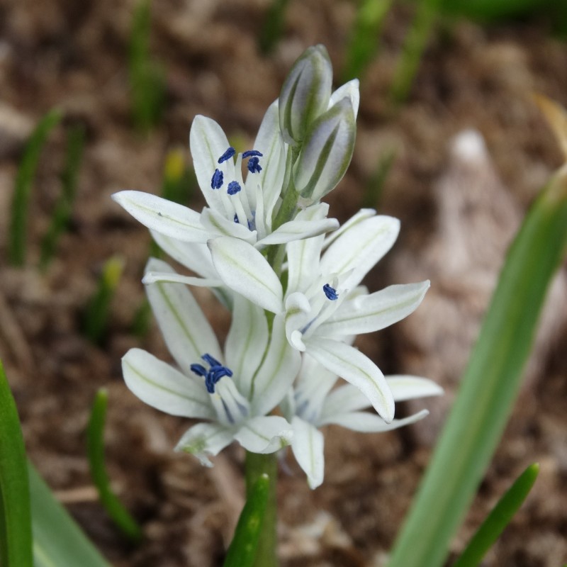 Scilla puschkinioides Scilla puschkinioides