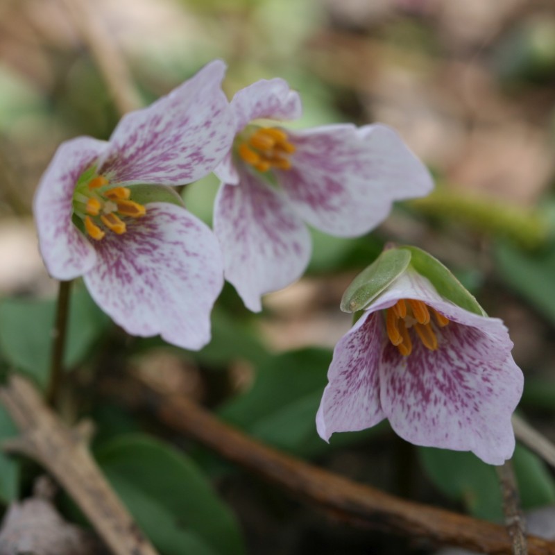 Trillium rivale Trillium rivale
