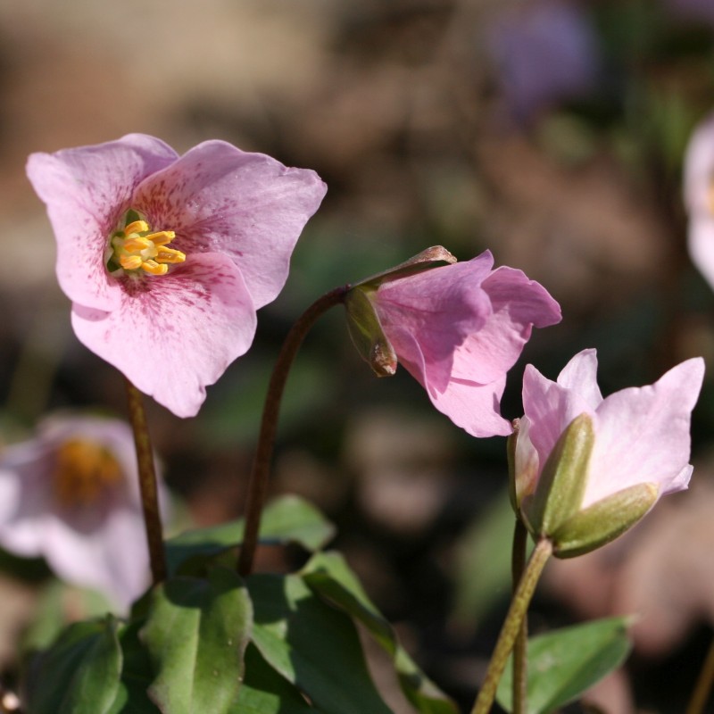 Trillium rivale Trillium rivale