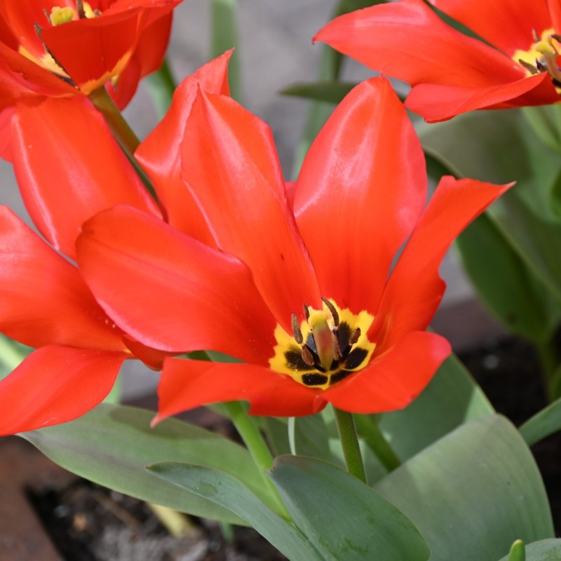 Tulipa eichleri 'Clare Benedict' Tulipa eichleri 'Clare Benedict'
