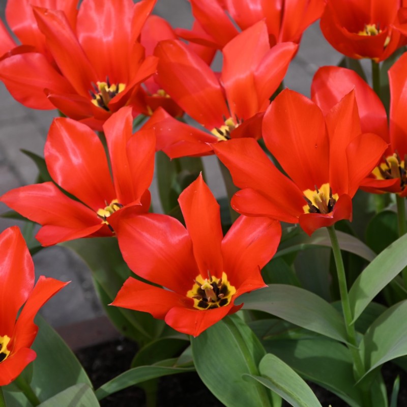 Tulipa eichleri 'Clare Benedict' Tulipa eichleri 'Clare Benedict'
