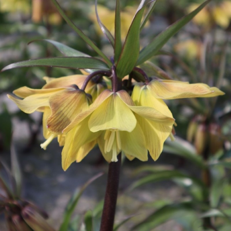 Fritillaria 'Helena' Fritillaria 'Helena'