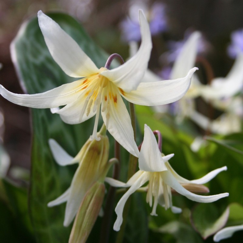 Erythronium californicum Erythronium californicum
